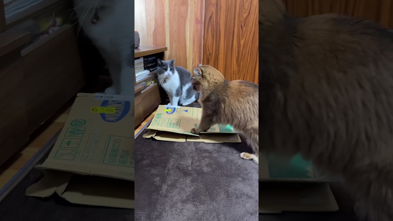 箱取り合戦#スコティッシュフォールド#ソマリ　#猫の対決　#猫の戦い #ねこ #猫動画 #cat