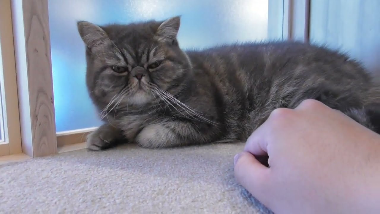 猫カフェMOCHAイオンモール羽生店　ペルシャ猫とエキゾチックショートヘア猫