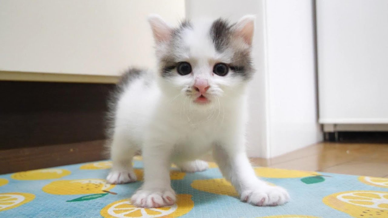 いきなり臨戦態勢の子猫！？　一体どうしたの？【赤ちゃん猫　保護猫】
