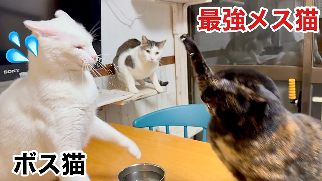 22匹の猫社会の真の支配者､女帝の貫禄がすごすぎる😱‼︎