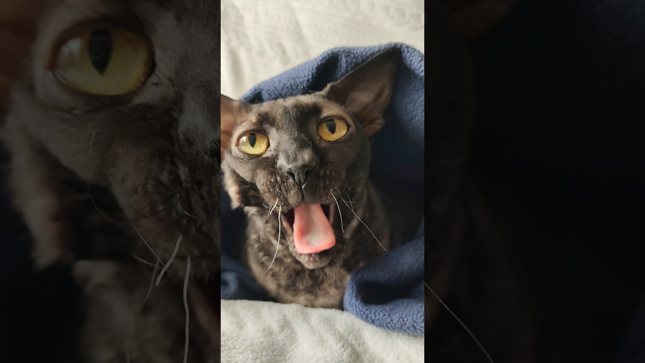 Cat Sonya 🐈‍⬛ #мяу #meowmischief #cornishrex