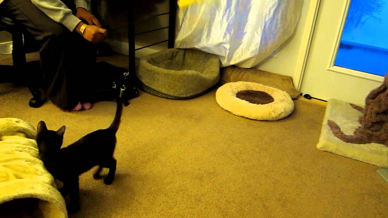 Jake: Havana Brown Kitten Leaping for Wand Cat Toy