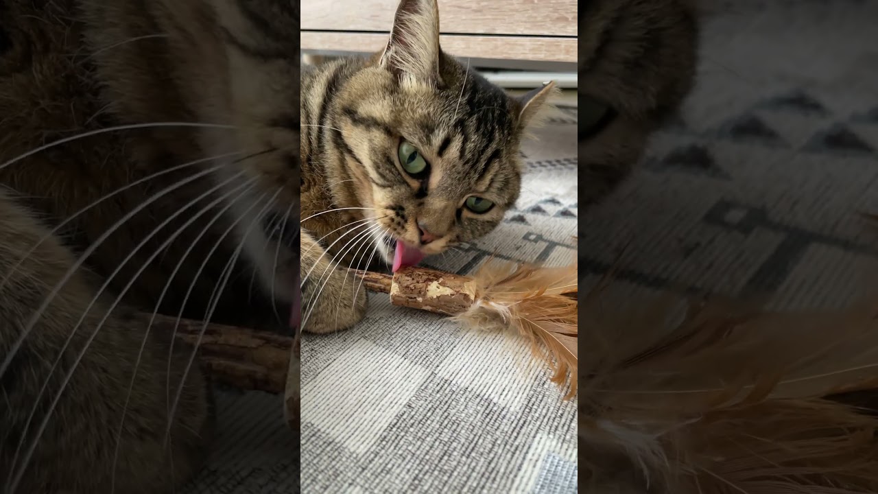 たぬき猫にまたたびの木を使ったおもちゃを与えた結果 #shorts#猫#元野良#キジトラ#ボブテイル