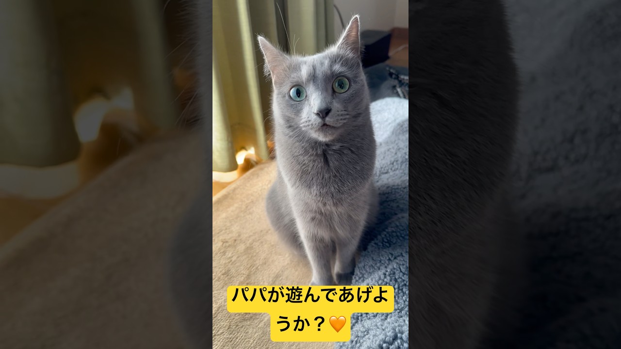【猫ロシアンブルー】パパが そらちゃん と遊んであげようとした結果(笑)#short