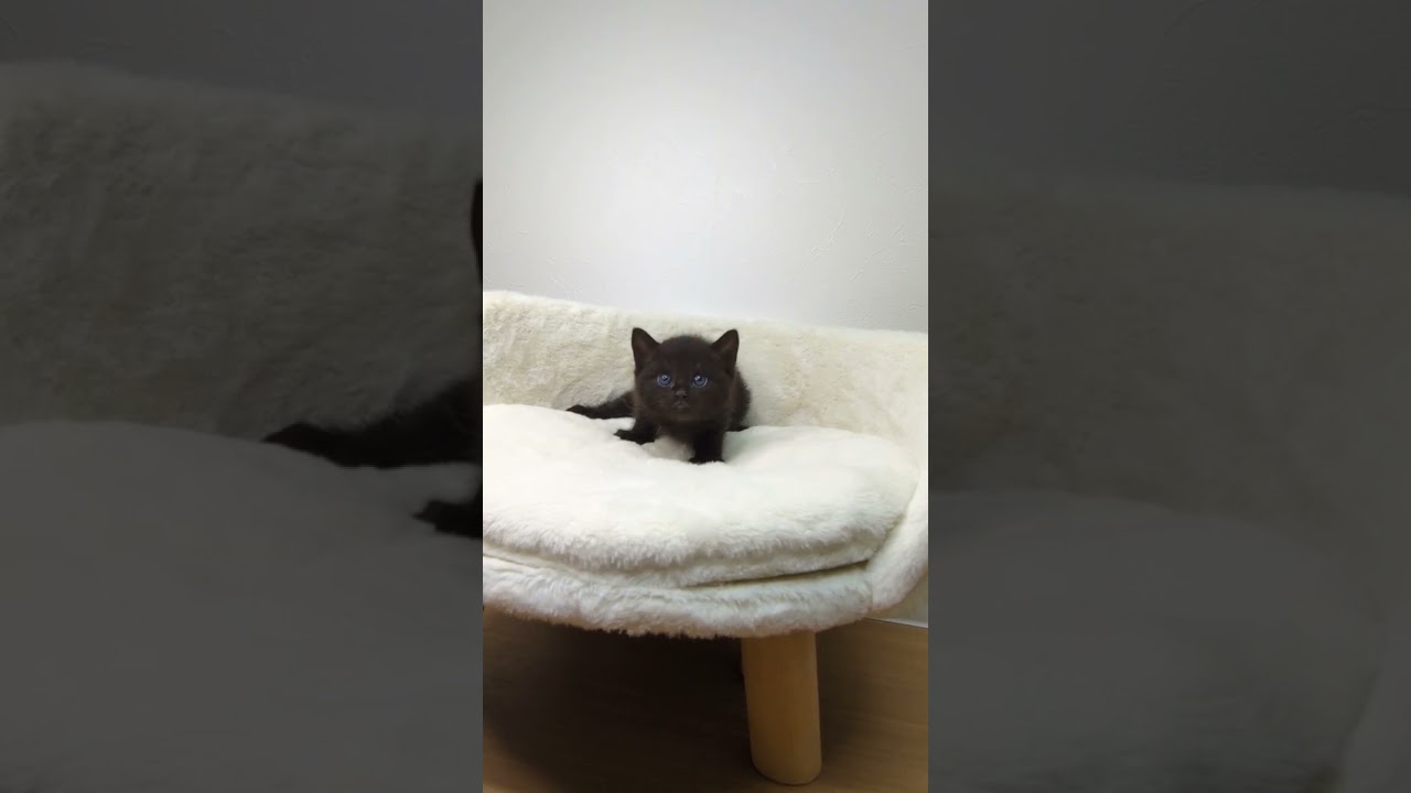 ボンベイ ブラックの男の子