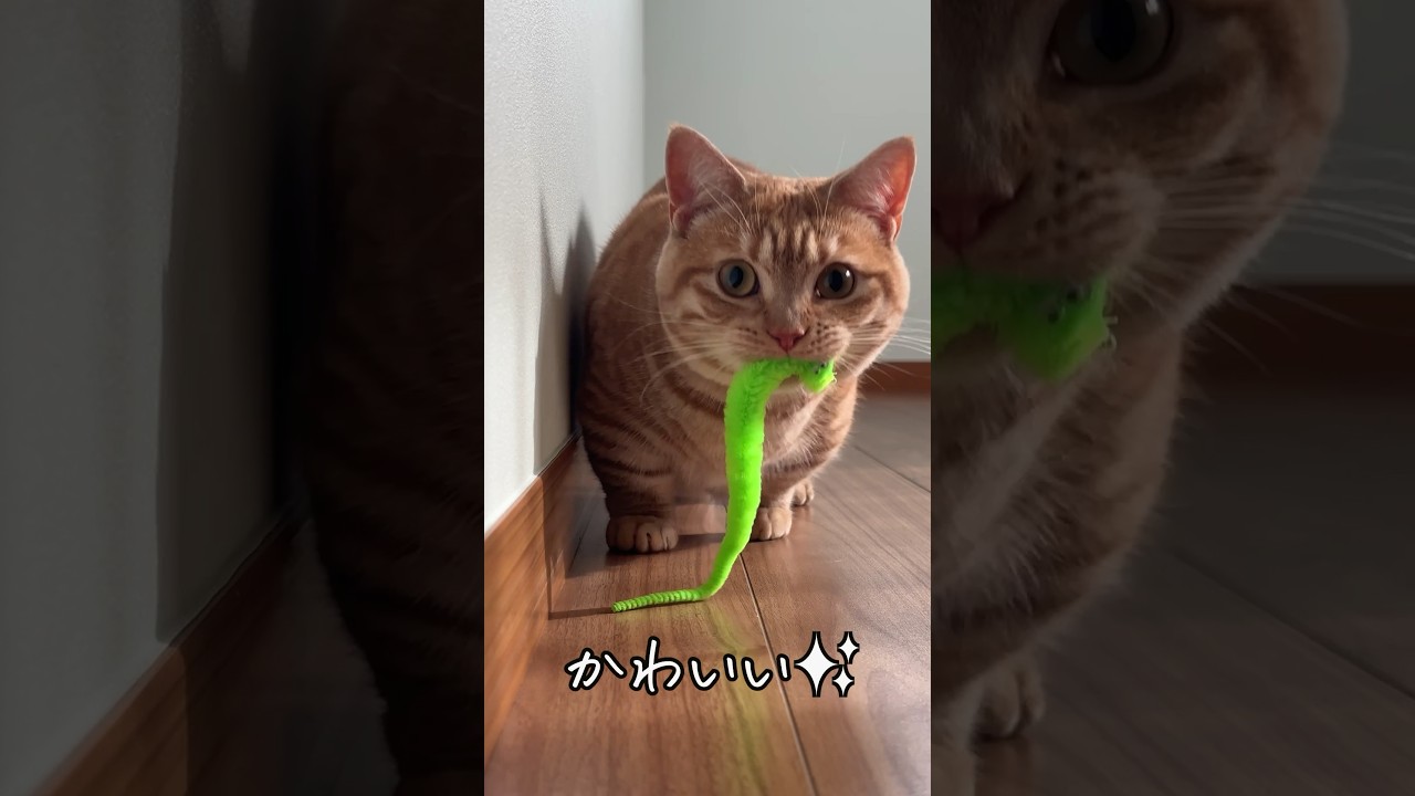 おもちゃをくわえた短足猫のかわいさにご注目！#cat #マンチカン #猫かわいい