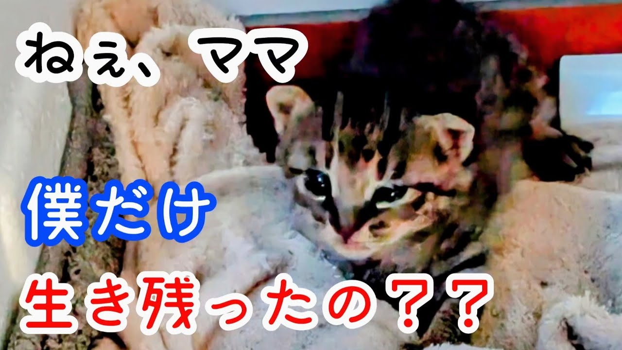 【野良猫から家猫目指して】キジ親子との出会い〜子猫とのお別れまでの１か月