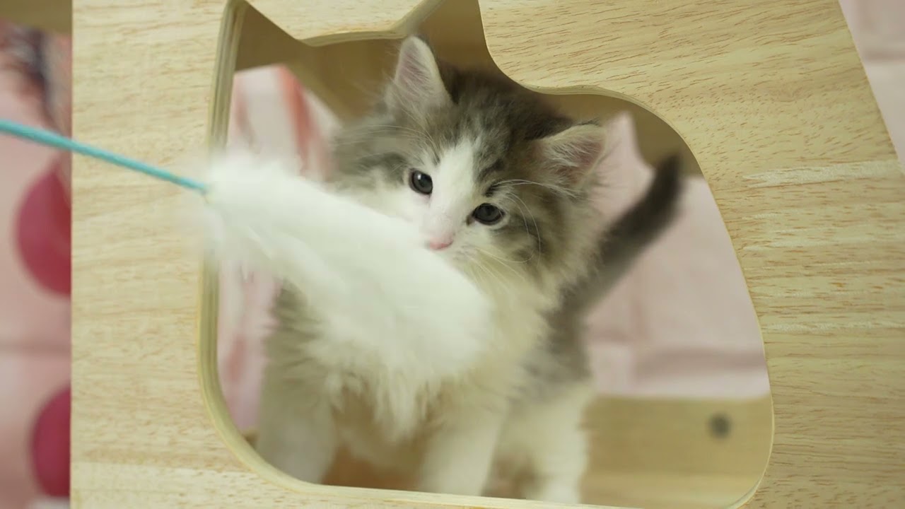 ノルウェージャンフォレストキャットの男の子☆