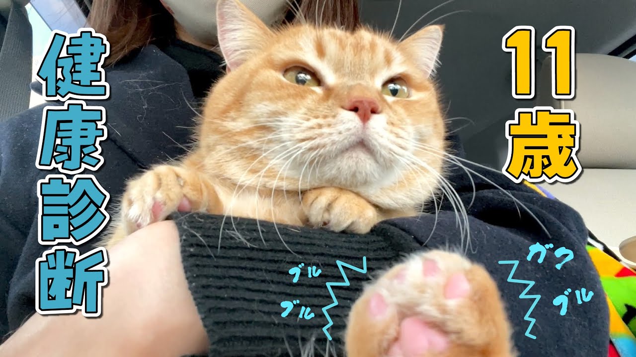 病院が怖くて足をガクブル震わせる猫