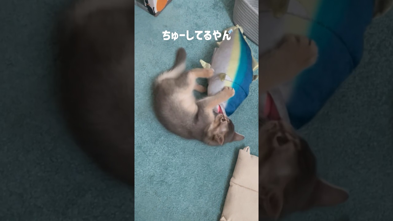みぞれ は 猫キック を おぼえた！#ソマリ #cat #kitten #こねこのいる暮らし #猫と遊ぶ