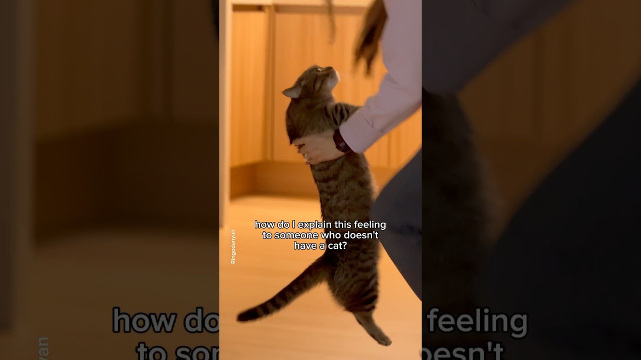 nothing better than this feeling🥹 #shorts #cat #funny