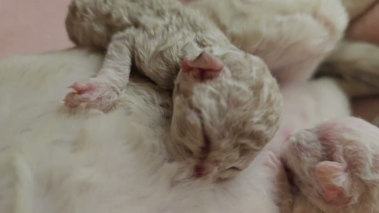 newborn devon rex kittens