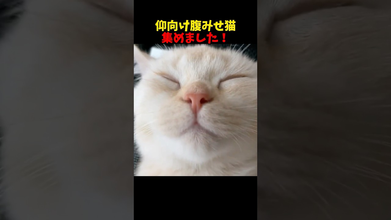 キュートなお腹が可愛い🩷(語彙力) #cat #cats #猫 #ねこ