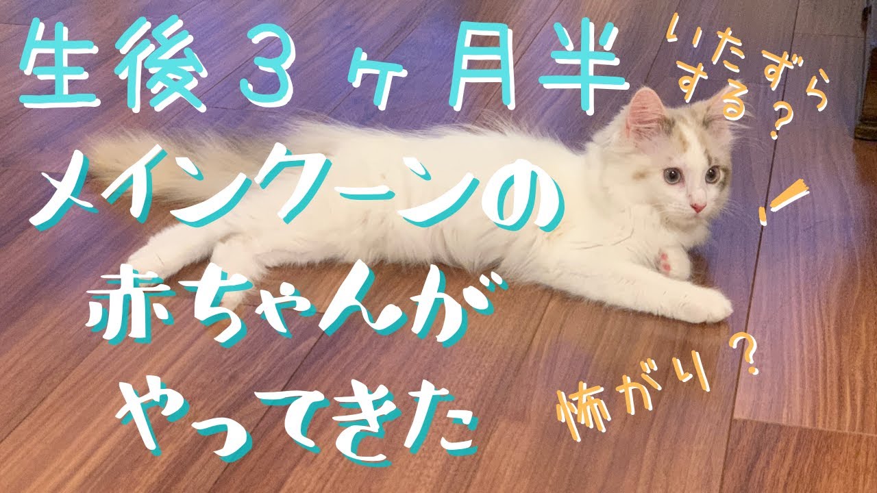 れあねこチャンネル　メインクーンの赤ちゃんが我が家にやってきた