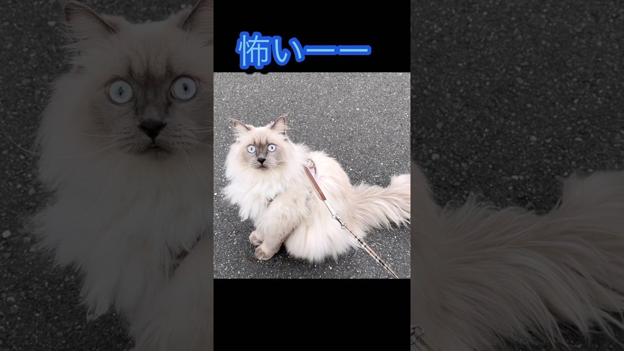 初めてのお散歩で犬に間違えられる猫　もふもふサイベリアン