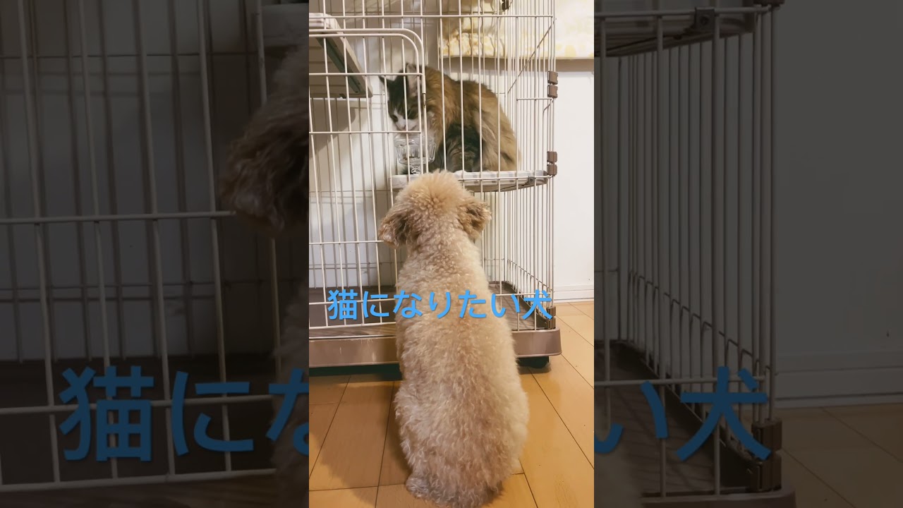 猫になりたい犬#shorts #ノルウェージャンフォレストキャット #cat #猫 #猫のいる暮らし #pets #dog