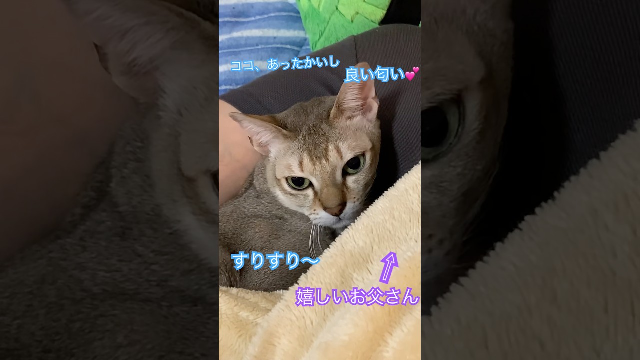 ワキが好き　#シンガプーラ　#猫のいるくらし