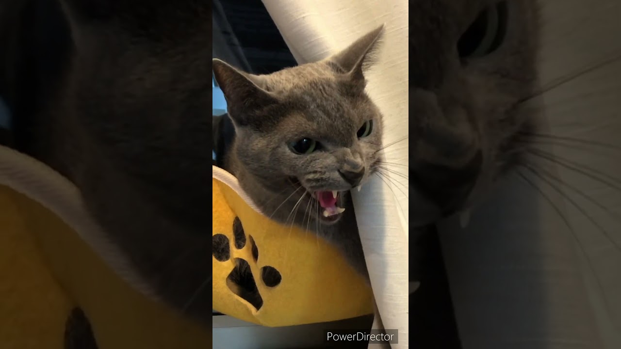 うざすぎる飼い主にブチギレロシアンブルー                       #猫 #ねこ #ロシアンブルー #cat #russianblue #funny