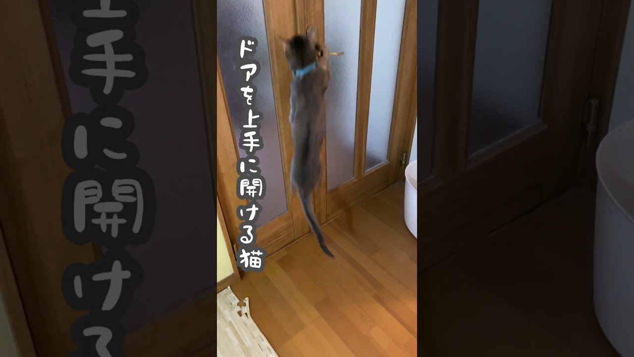 (アビシニアン)ドアを上手に開ける猫 #アビシニアン #猫のいる暮らし  #cat