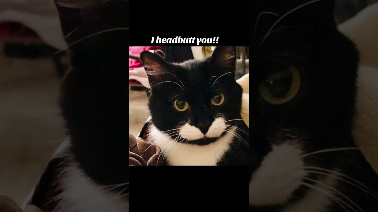 It’s headbutt Wednesday!! #youtube #cat #funnyanimal #youtubeshorts #kitty #cats #funny #catvideos