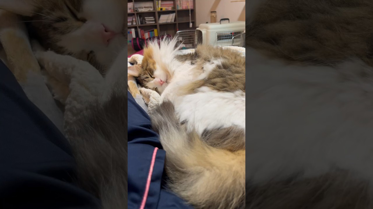 明日の猫に幸あれ！！！#norwegianforestcat #ノルウェージャンフォレストキャット