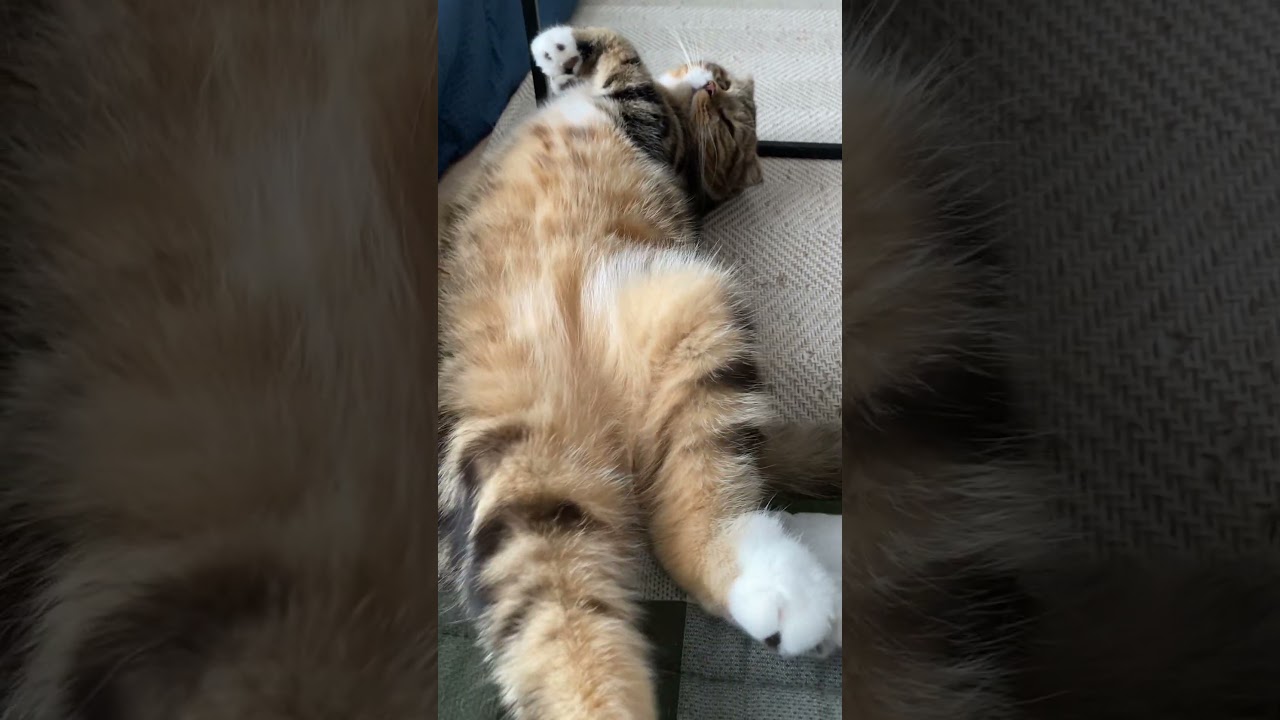 のびーる猫が無防備すぎる　#スコティッシュフォールド #ソックス猫 #クラシックタビー #ねこ #クラシックタビー #ネコ　#子猫時代の思い出