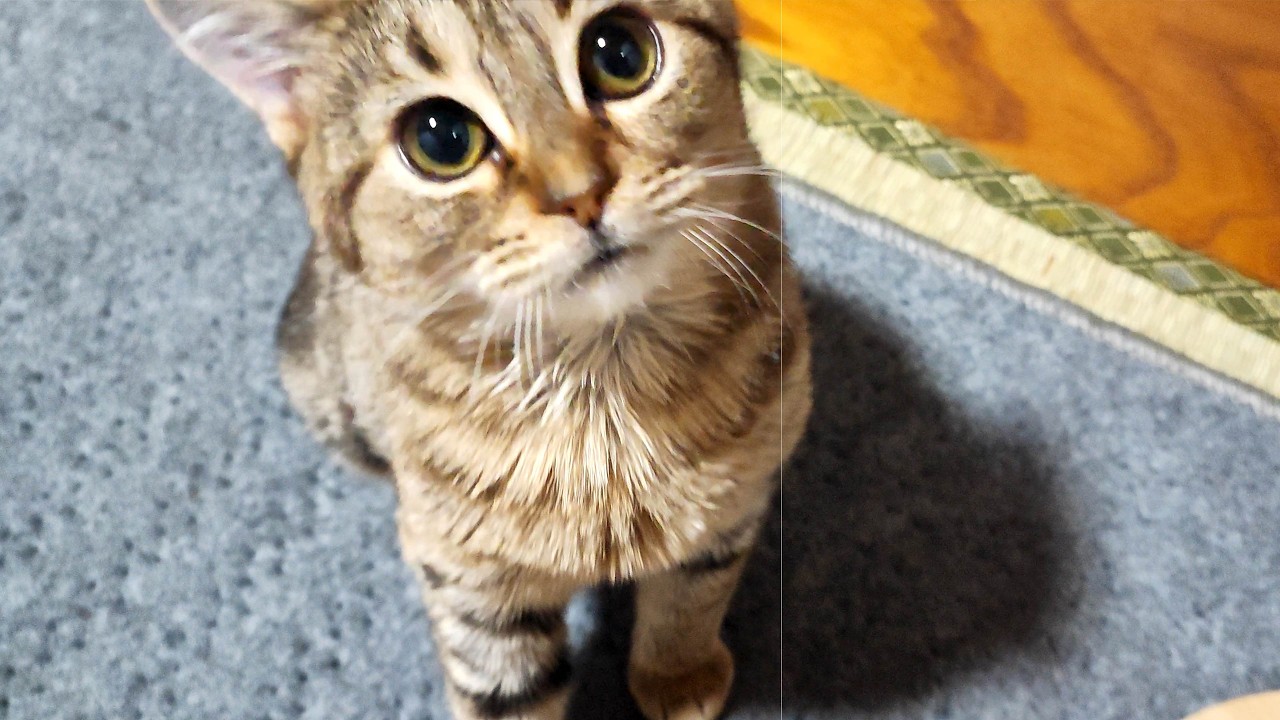 子猫たちに巨大な〇〇をプレゼントしたら、おまけの方に食いついてしまいました。