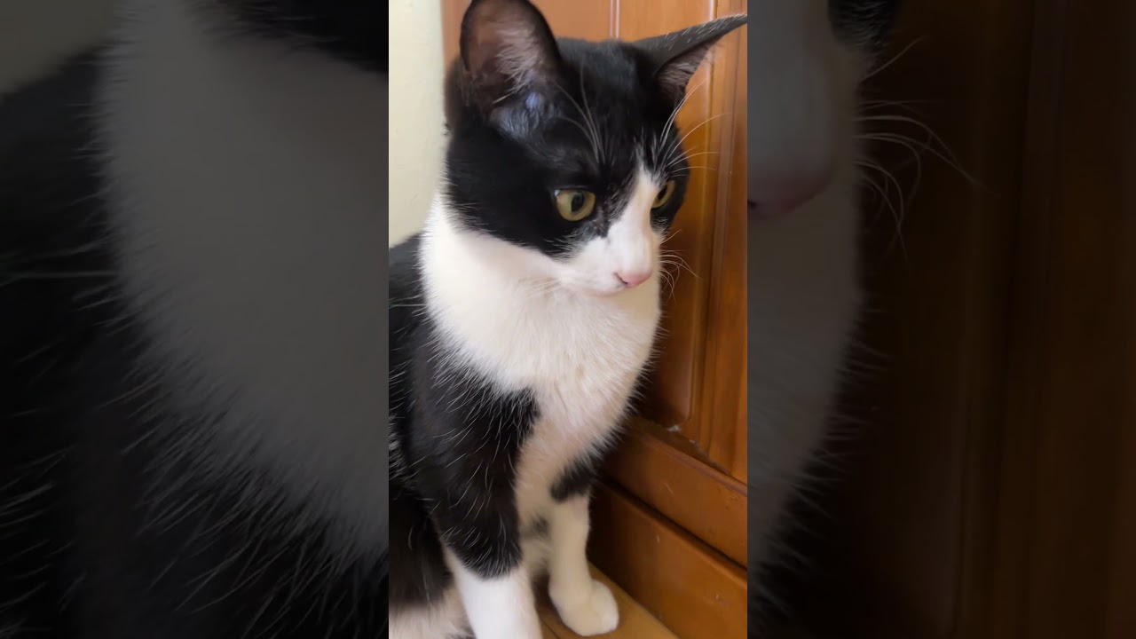猫めっちゃこっち見るやん