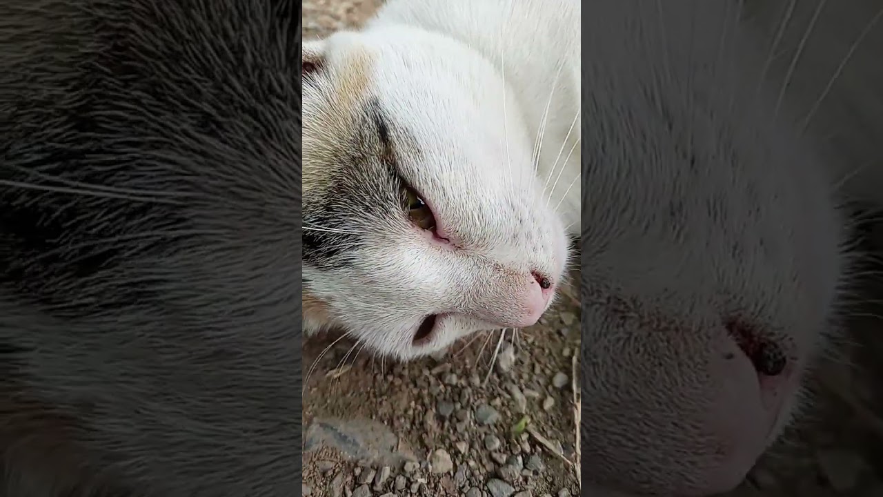 Moew #cat #manxcat #cute #kitty