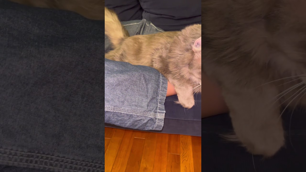 猫動画 #shorts 仲良し