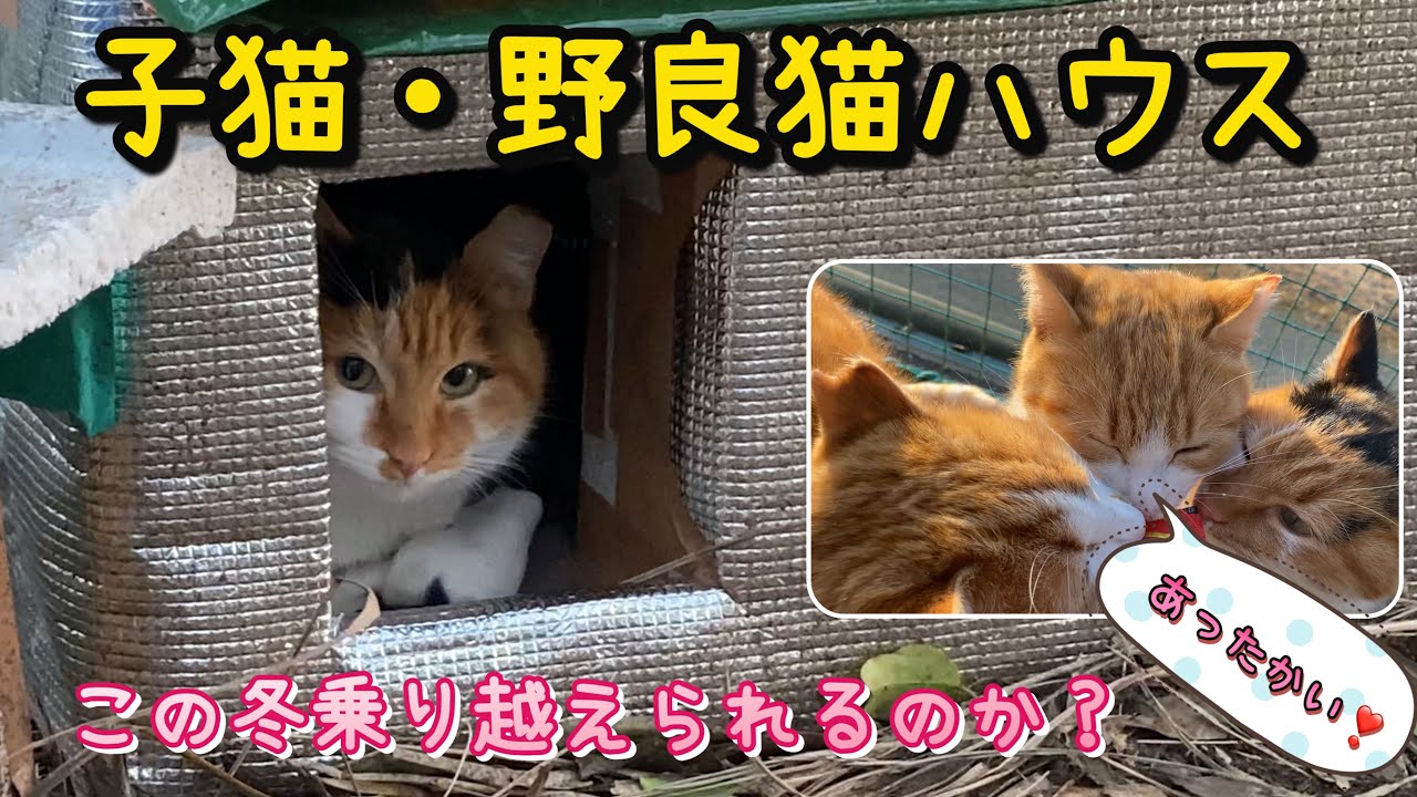 「猫ハウス」子猫たちは冬を乗り越えられるのか？後半・庭に来た野良猫さんは・・・