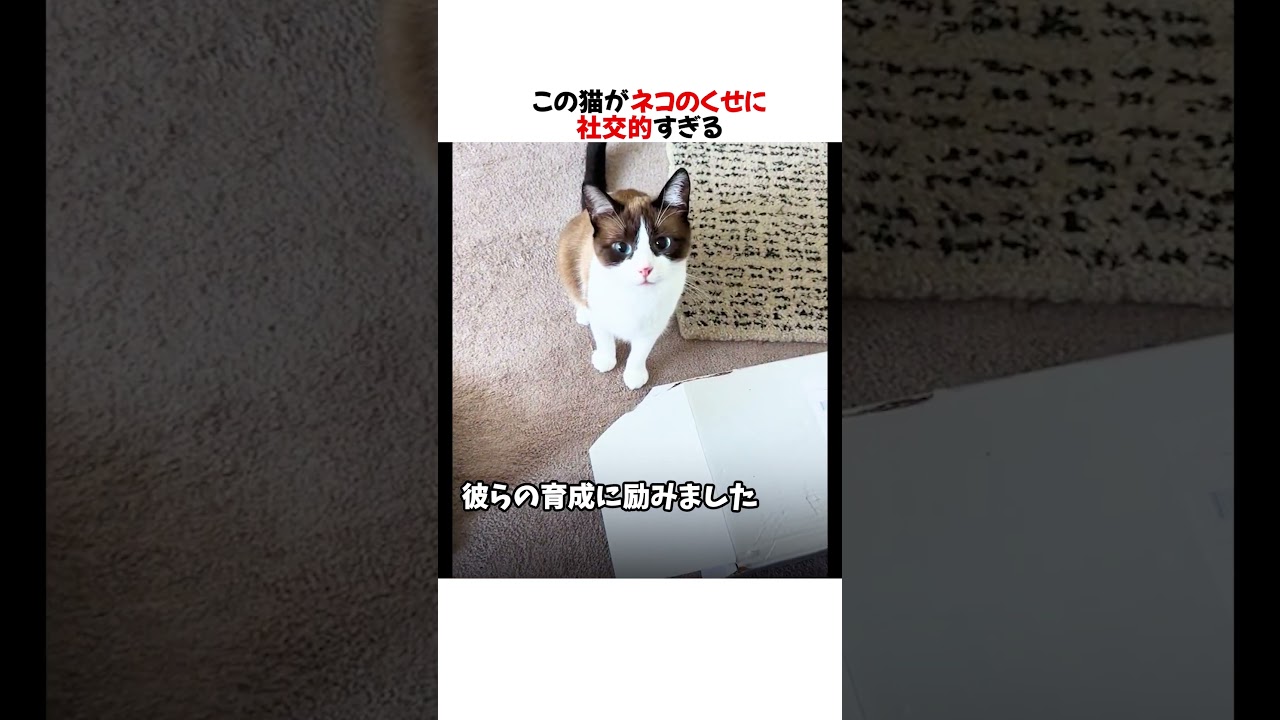 この猫がネコのくせに社交的すぎる