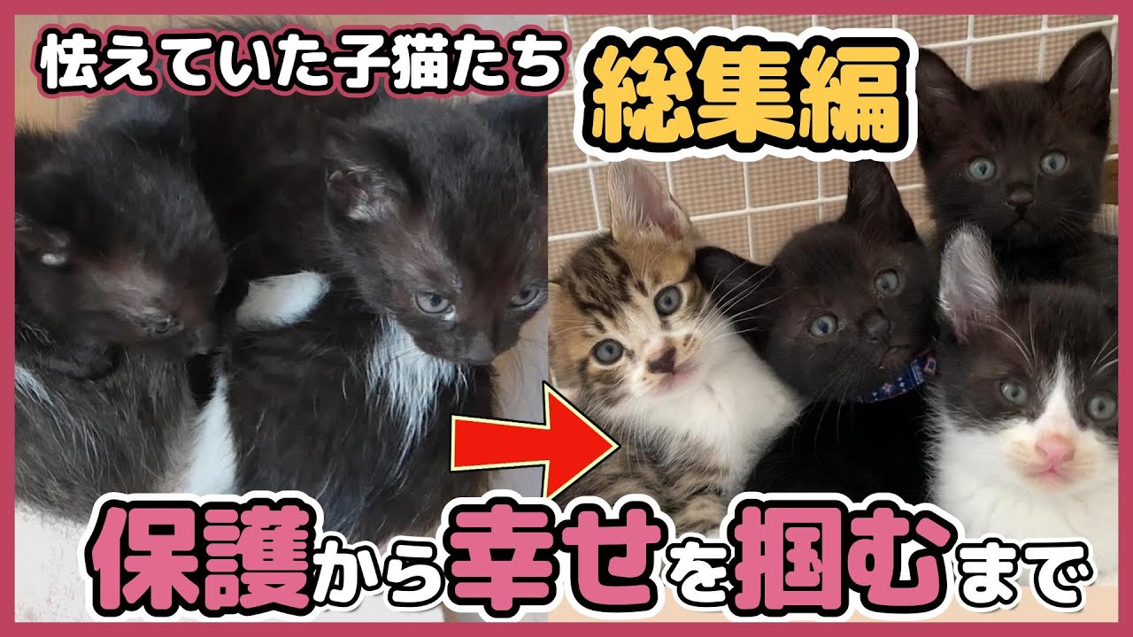 【総集編】用水路の草むらで4匹の子猫を保護し、幸せを掴むまでの保護猫日記です。