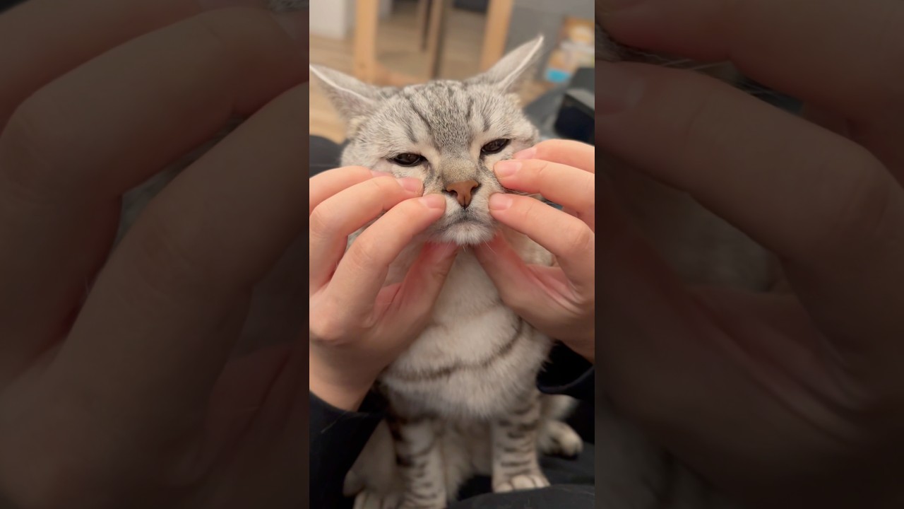 寝起きマンチカンの表情が可愛すぎるwww #shorts #猫 #cat