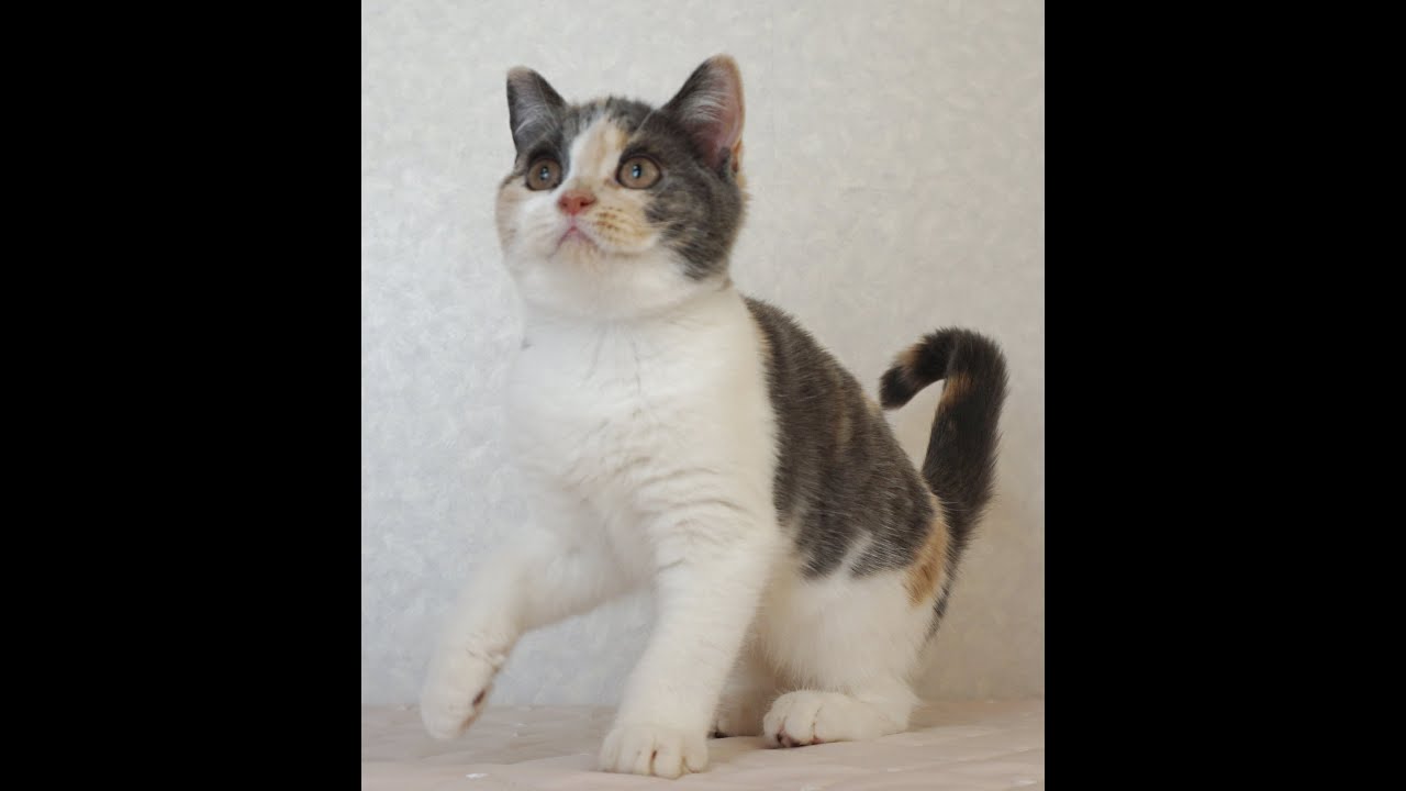 ブリティッシュショートヘアー子猫　British Shorthair　2024.11.11産まれ　ダイリュートキャリコ　パステル三毛　洋三毛猫　女の子　シーダキャット猫のお店