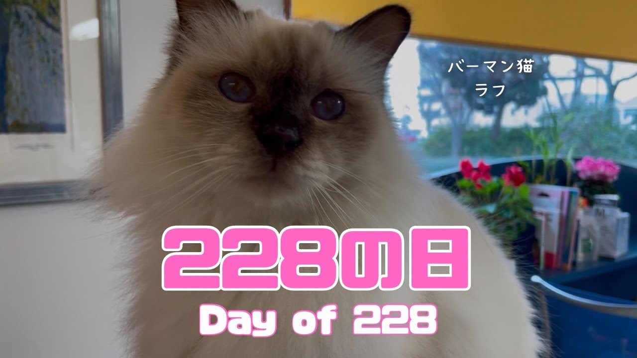 バーマン猫ラフ【228の日】Day of 228（バーマン猫）Birman/Cat