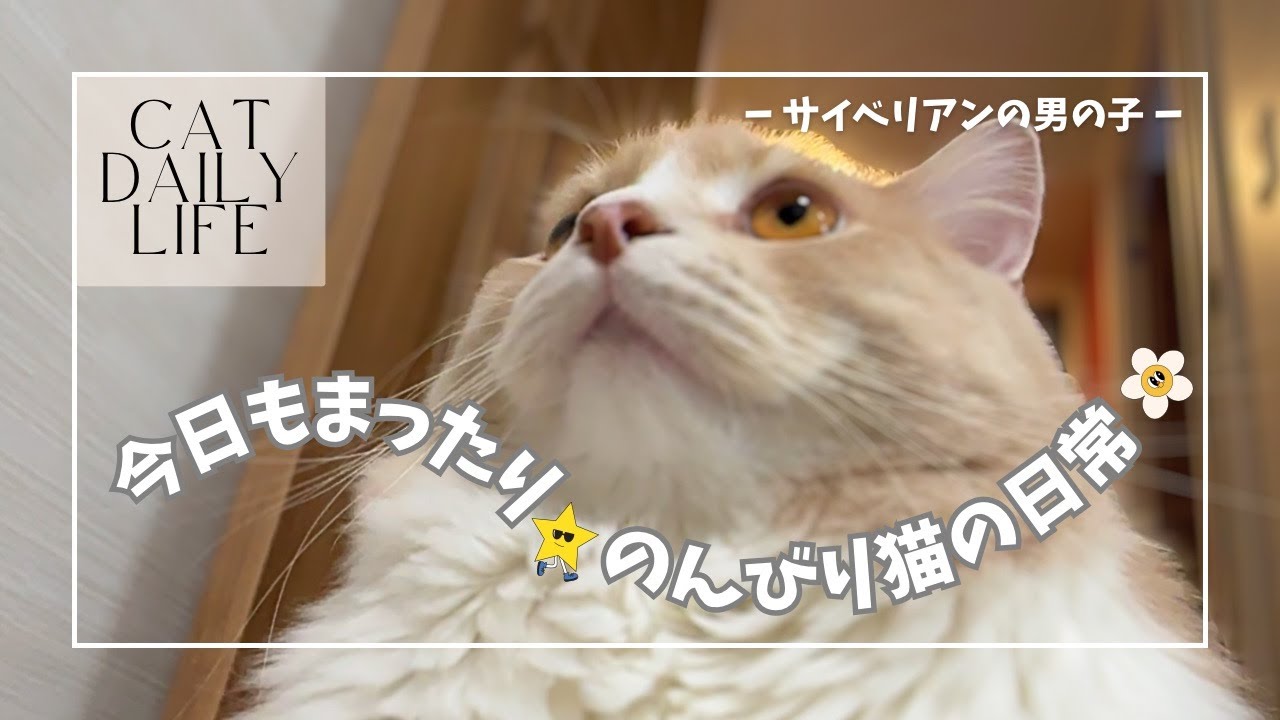 ふわふわサイベリアン🐈 のんびり猫の日常