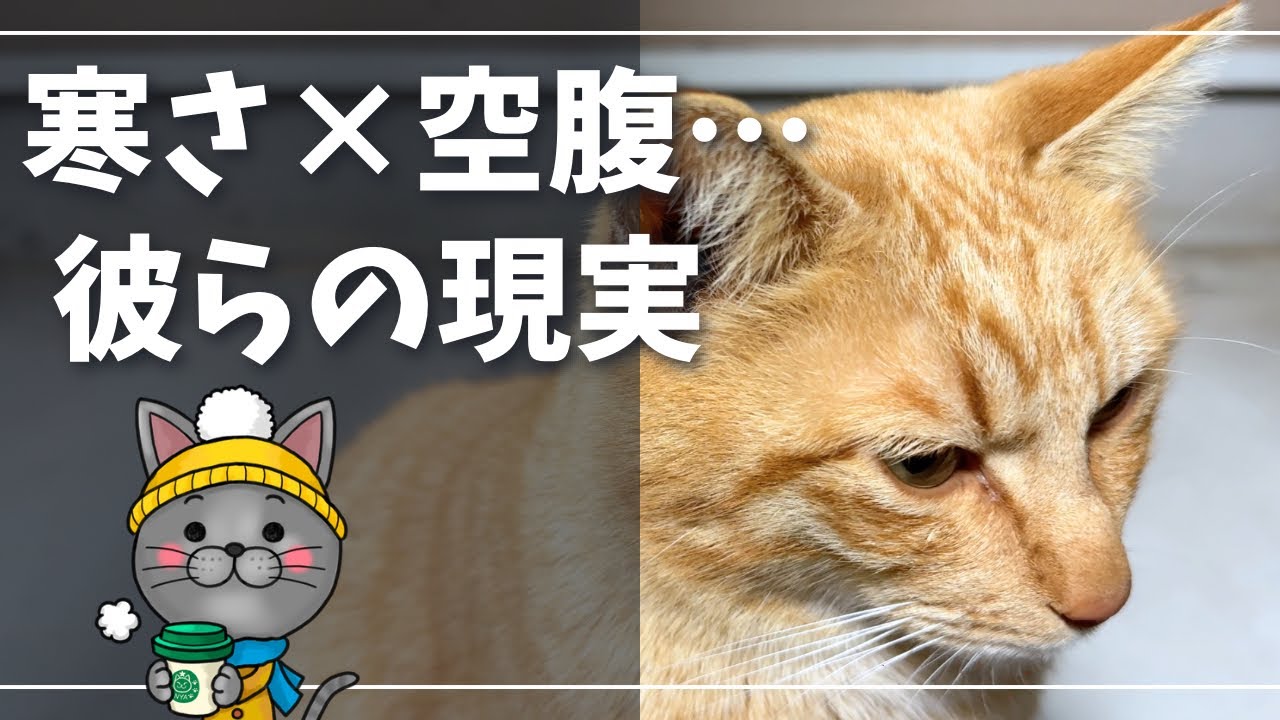 この寒さ大丈夫？野良猫にとって冬は試練の季節【ロシアンブルー】