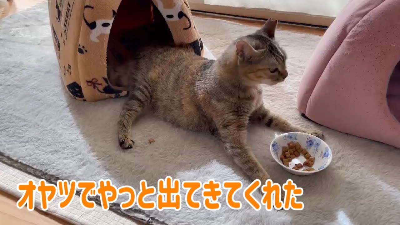 いつもの園長宅の様子をまったりとご覧ください