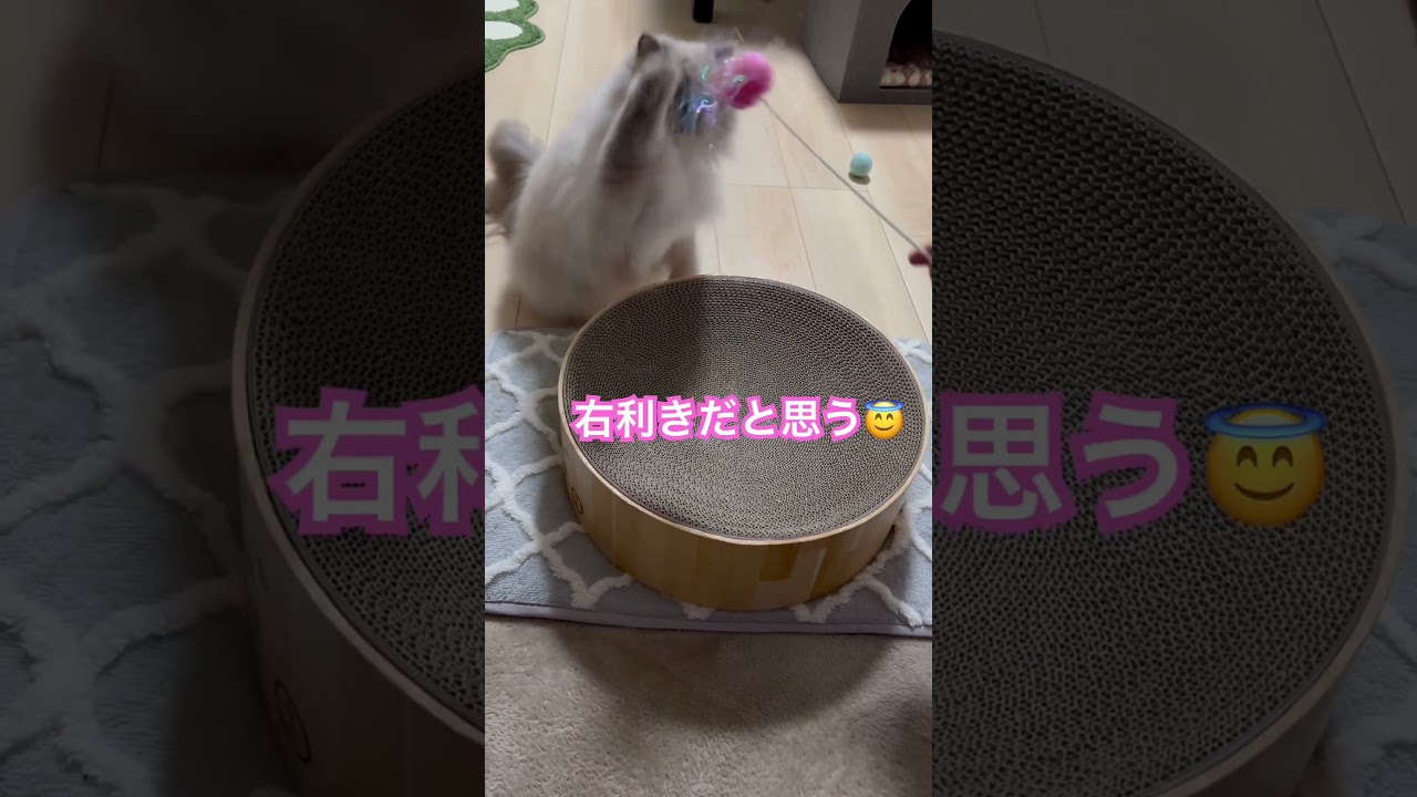 右利きのマーベル🐈 #shorts #うちのにゃんこ #ヒマラヤン #cat #マーベル #かわいい