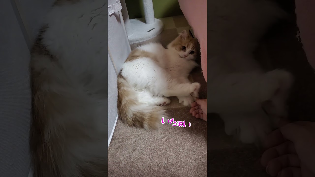 猫といる時間 #shorts #猫 #cat