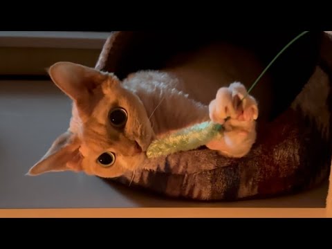 デボンレックス兄と猫じゃらしで遊びました(Playing with Devon Rex cat using a cat toy)