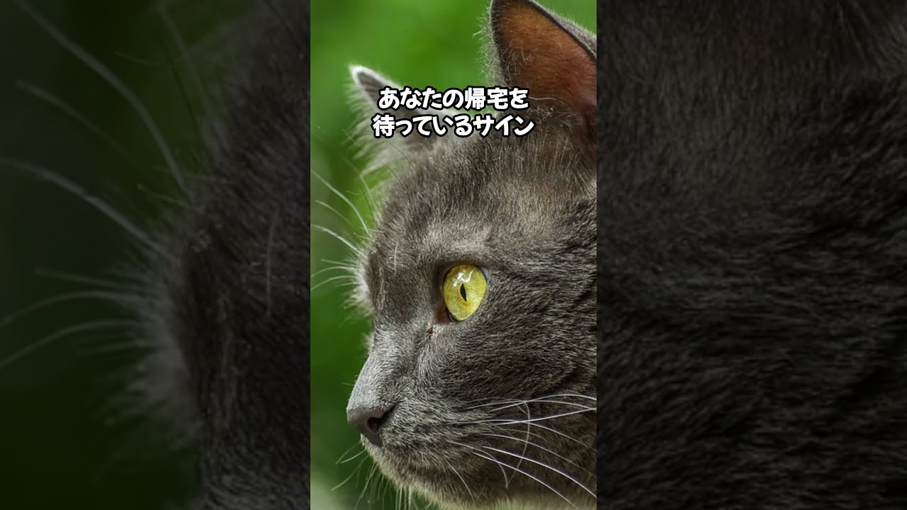 あなたの帰りを待ちわびる猫😿 #cat #ねこのいる幸せ #ねこ大好き #猫のいる暮らし #猫のいる生活 #猫動画