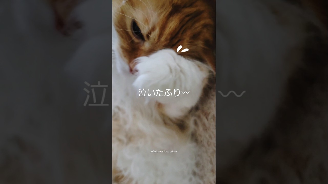 イタズラして泣いたふりする巨猫さん…