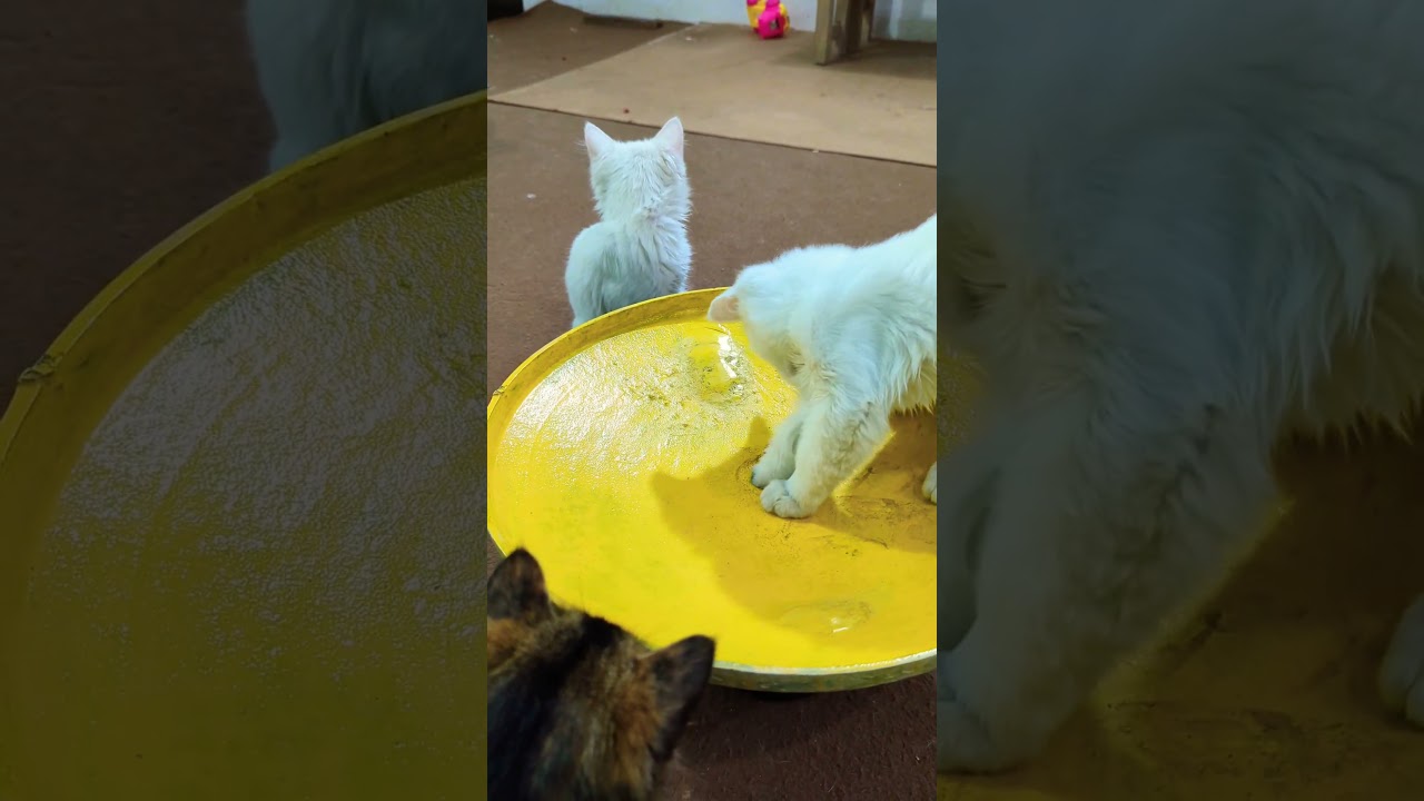 子猫たちがおもちゃとバントンで遊んでいる可愛い瞬間 🐱🎾🐾 #子猫 #おもちゃ #バントン #かわいい #ペット #猫 #猫好き #癒し #猫のおもちゃ #子猫の遊び 🐾🐱🎉