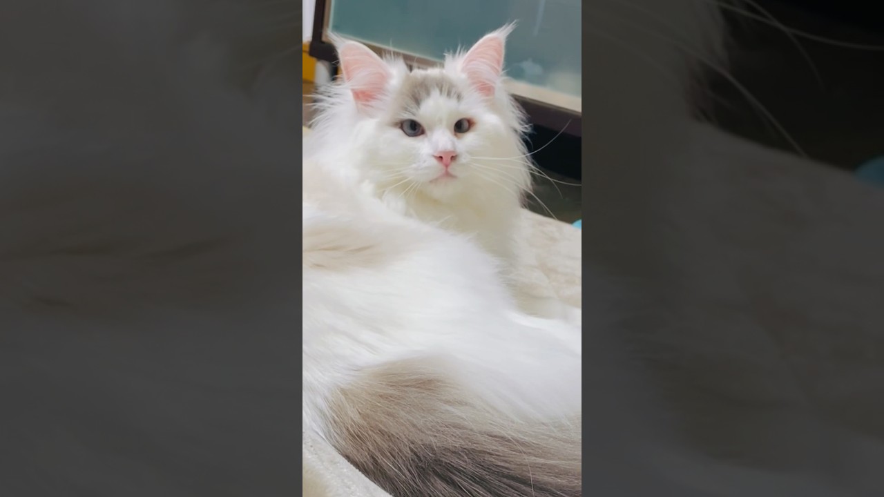 時止まってませんでした#short #ラグドール男の子 #かわいい猫