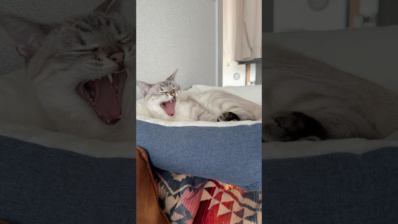 そろそろ動きませんか？　#シャムトラ #元保護猫 #シャムミックス  #cat #猫耳 #kitten  #猫耳 #siamesemix