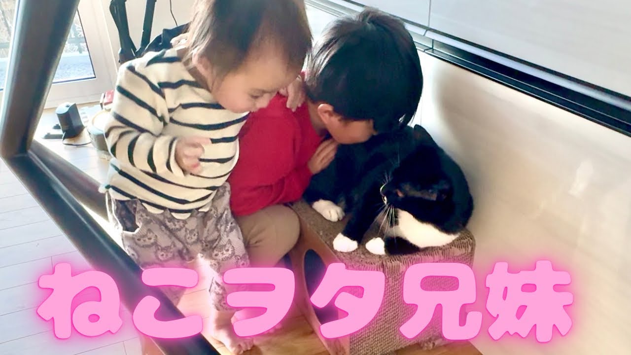 猫ヲタ兄妹に愛され過ぎる元野良猫　　スコティッシュフォールド