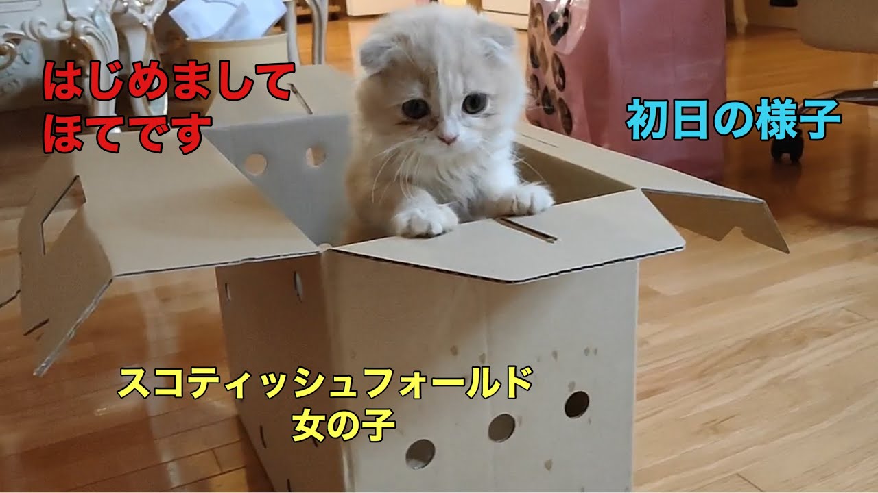 「ほてちゃん」スコティッシュフォールド2か月半子猫をお迎えした初日