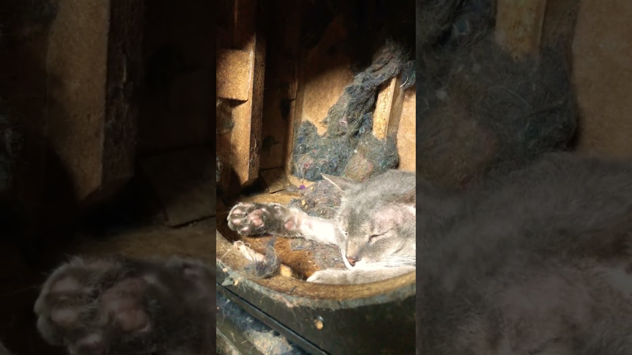 He must be dreaming a dream. 夢を見ているらしいラパーマのテオフィル